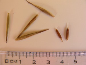 phyllostachys pubescens
